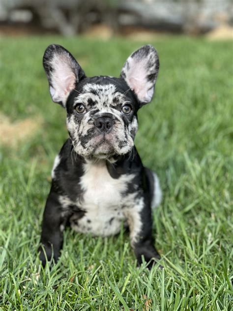 buldog francuski blue merle|Merle French Bulldog: Color, Price & Health Guide